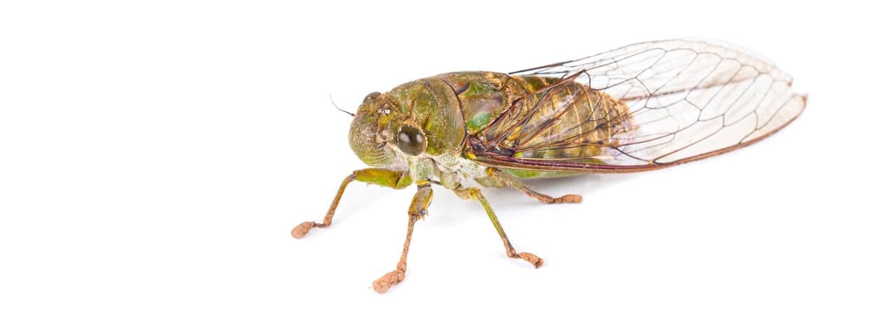 Cicada