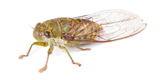 Close-up of cicada insect on white background