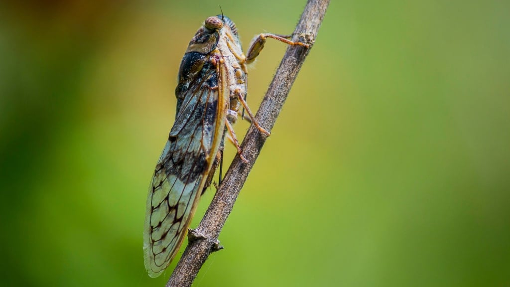 Cicada