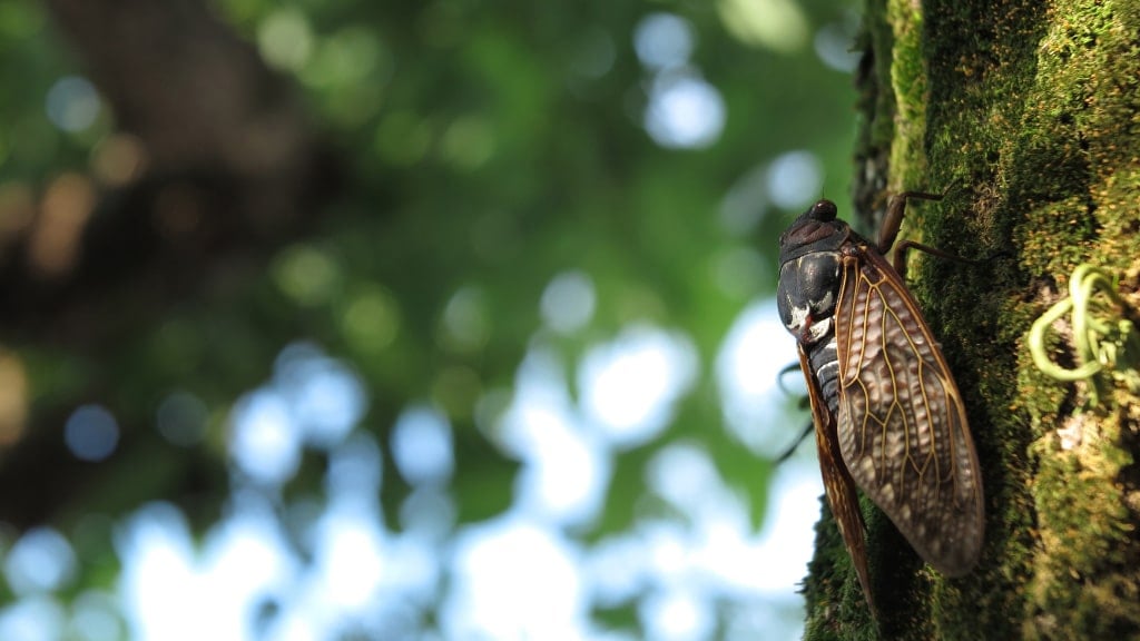 Cicada