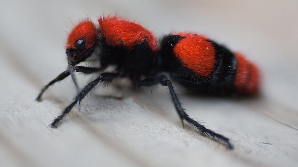Cow Ants