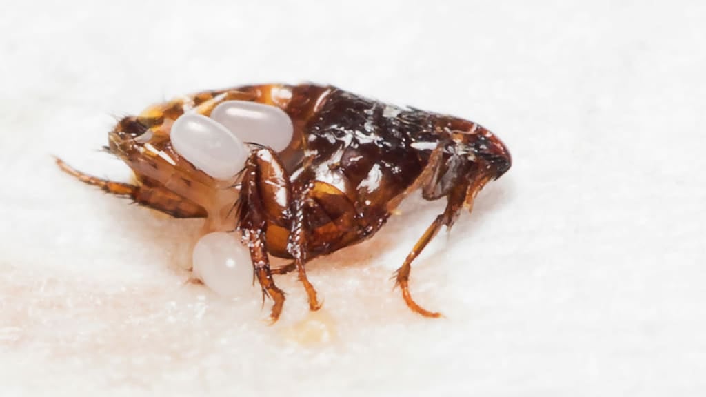 Fleas