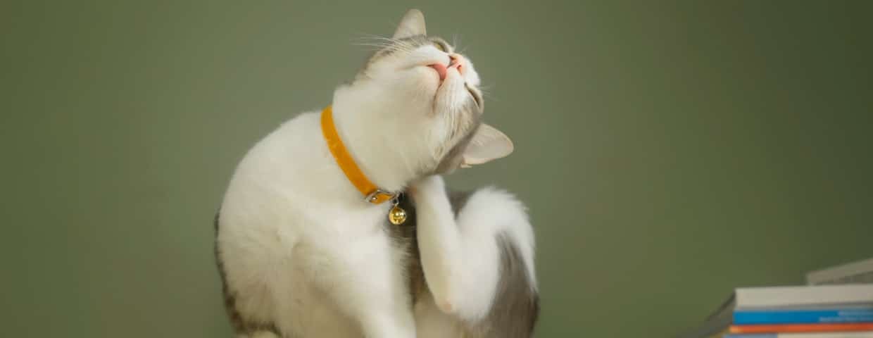 Fleas