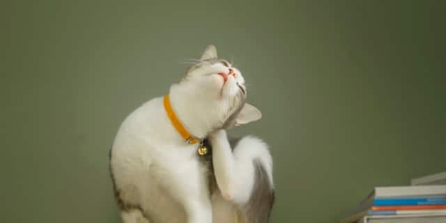 Fleas