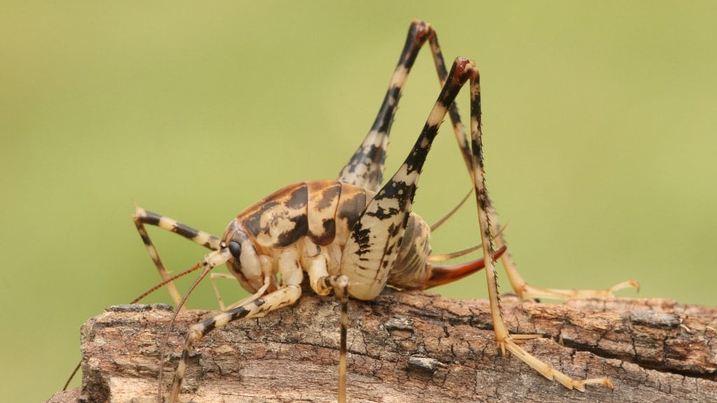 Spider Cricket