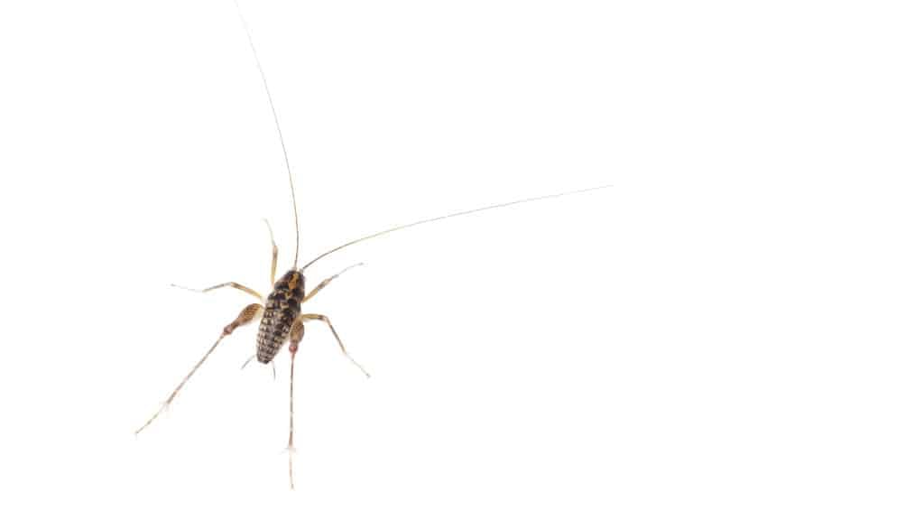 Spider Cricket