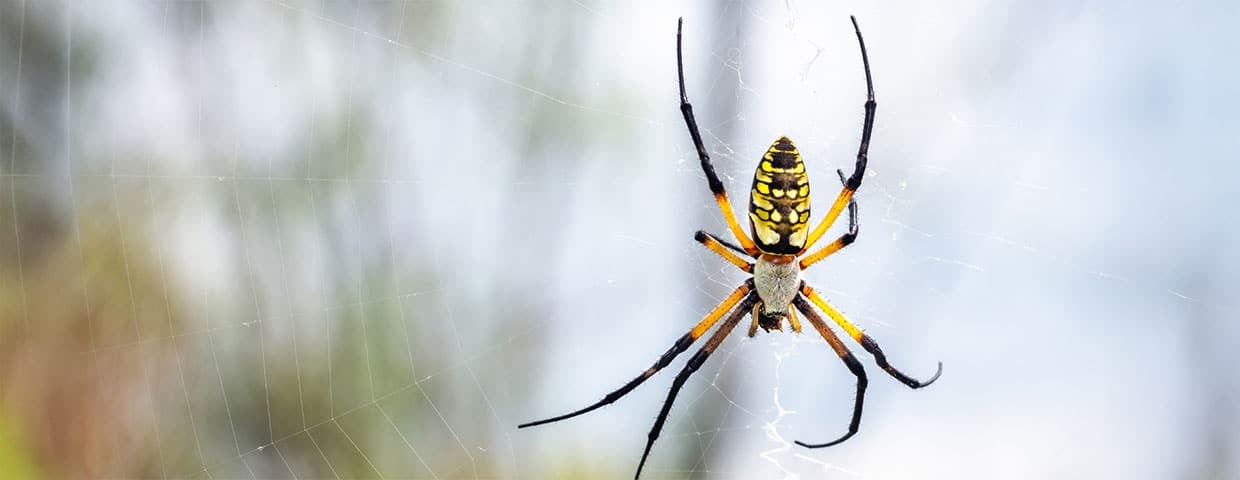 a banana spider sitting patiently in it's web waiting for prey