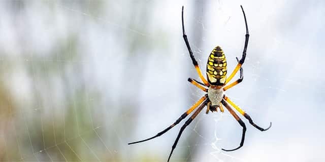 a banana spider sitting patiently in it's web waiting for prey