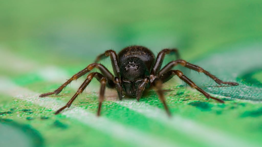 Black House Spider