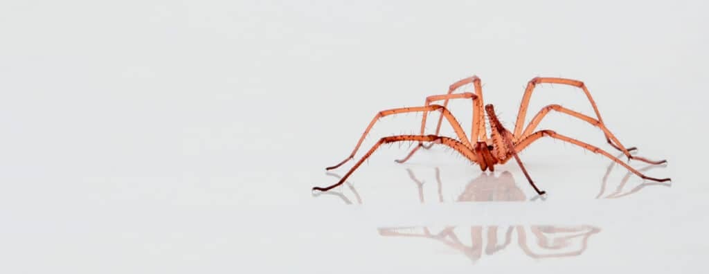 Brown Recluse