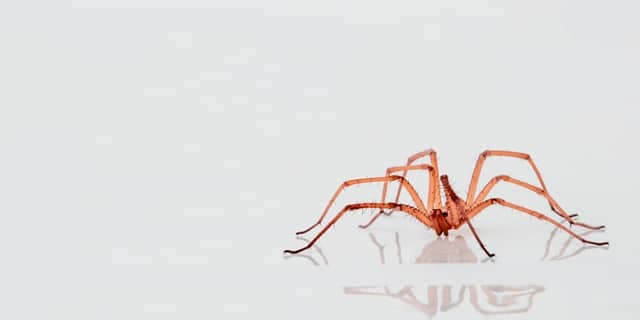 Brown Recluse