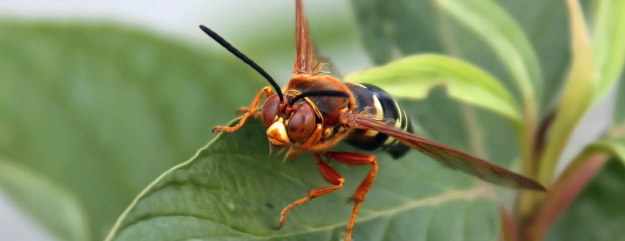 Cicada Killer