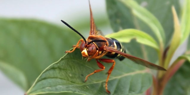 Cicada Killer