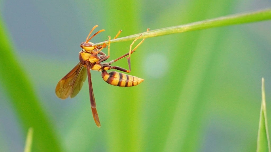 Wasp