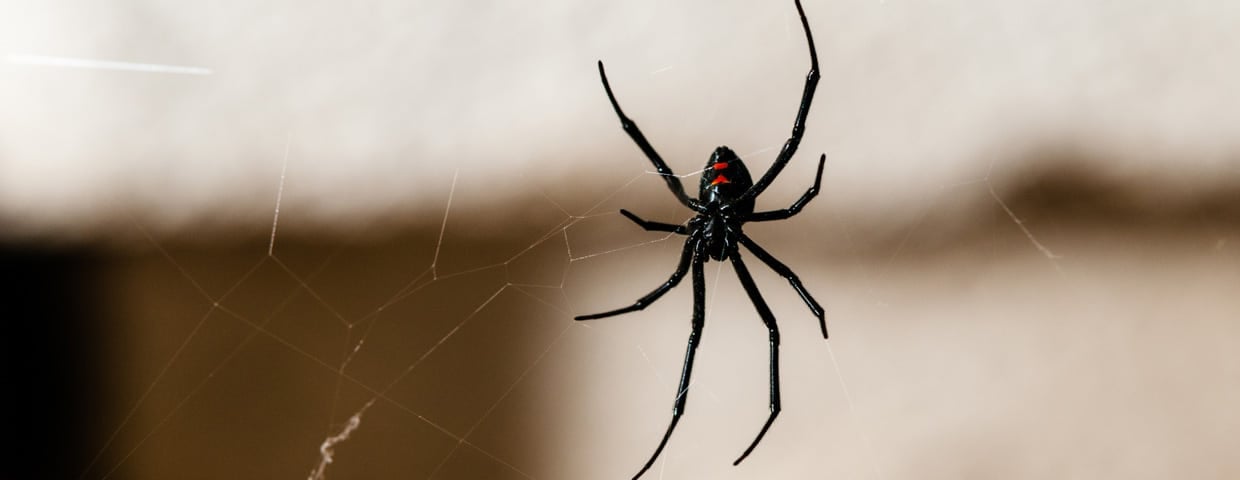 Black Widow