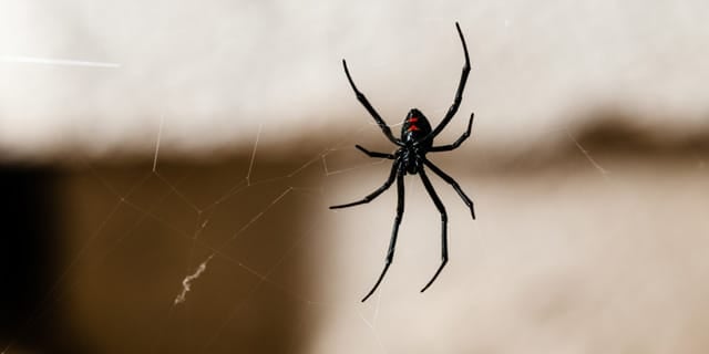 Black Widow