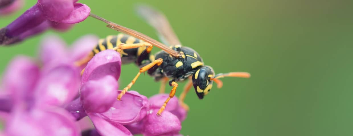 Wasp