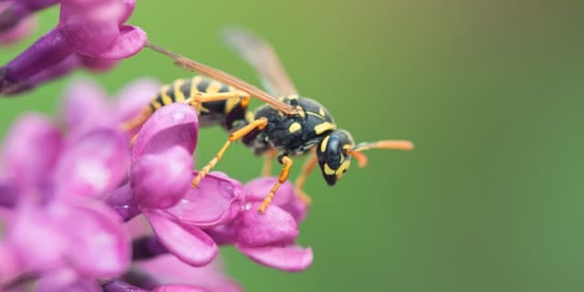 Wasp