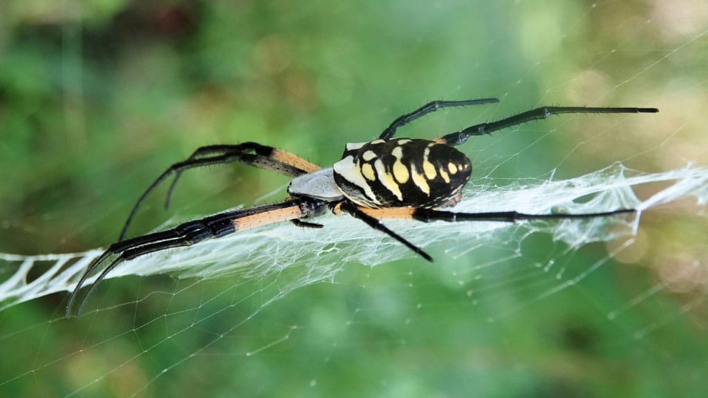 Large banana spider on web