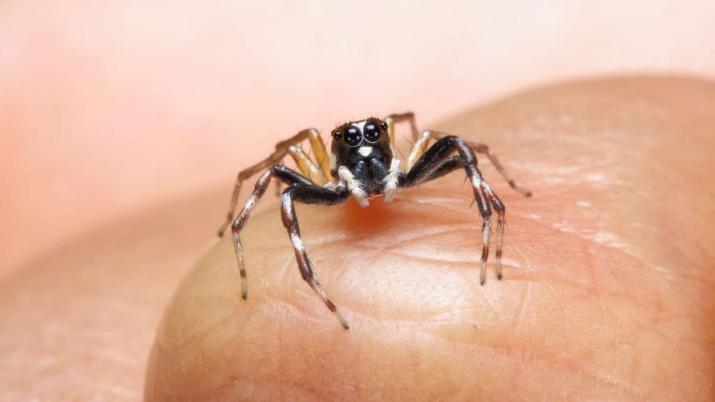 Jumping spider in alert pose on finger