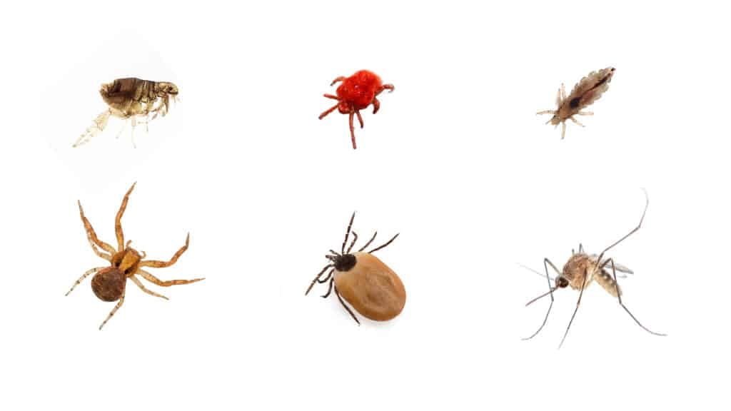 Six different insects that bite