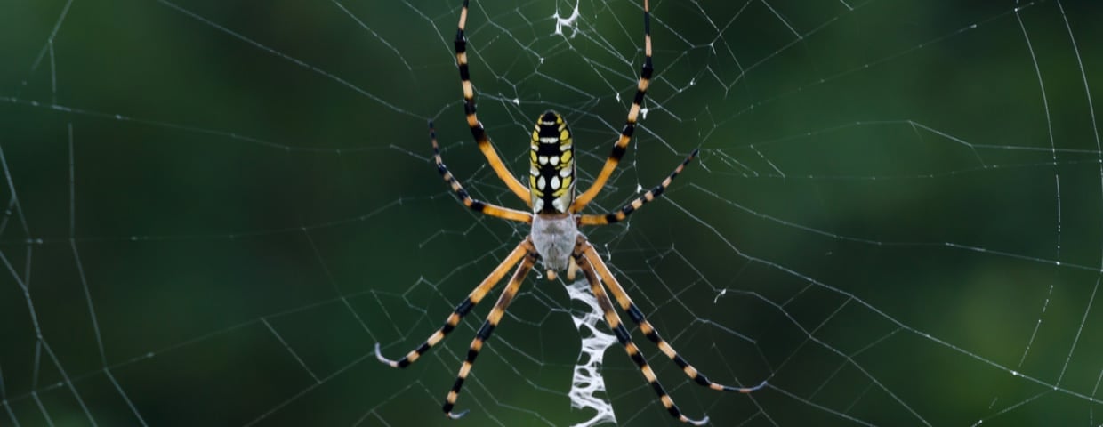 Banana Spider