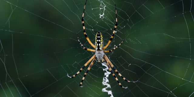 Banana Spider