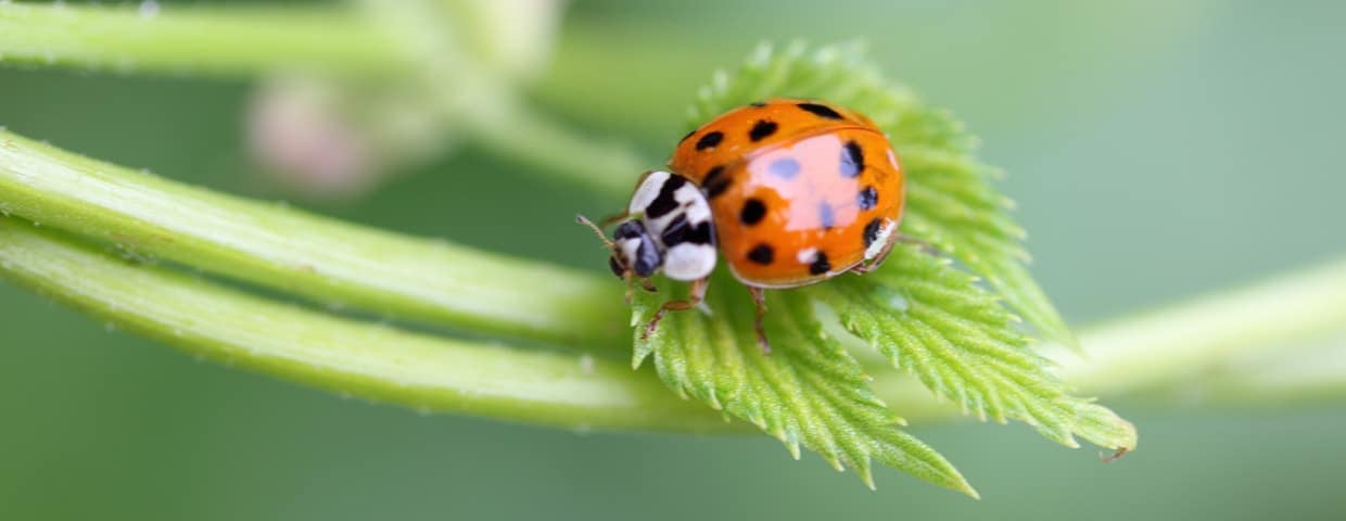 Asian Beetle
