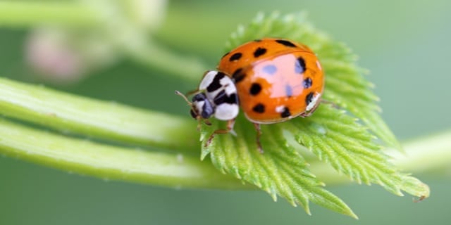 Asian Beetle