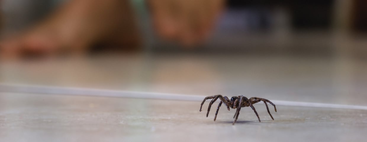 Black House Spider