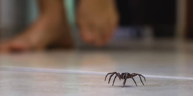 Black House Spider