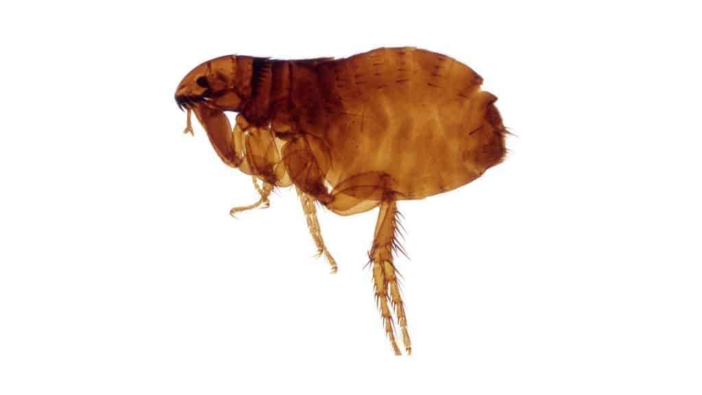 Flea