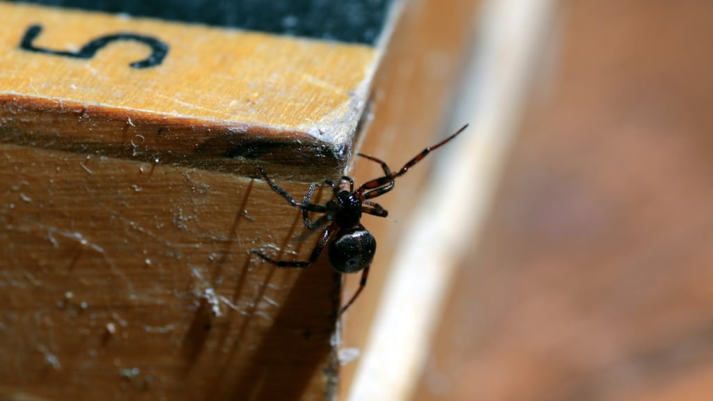 Spider