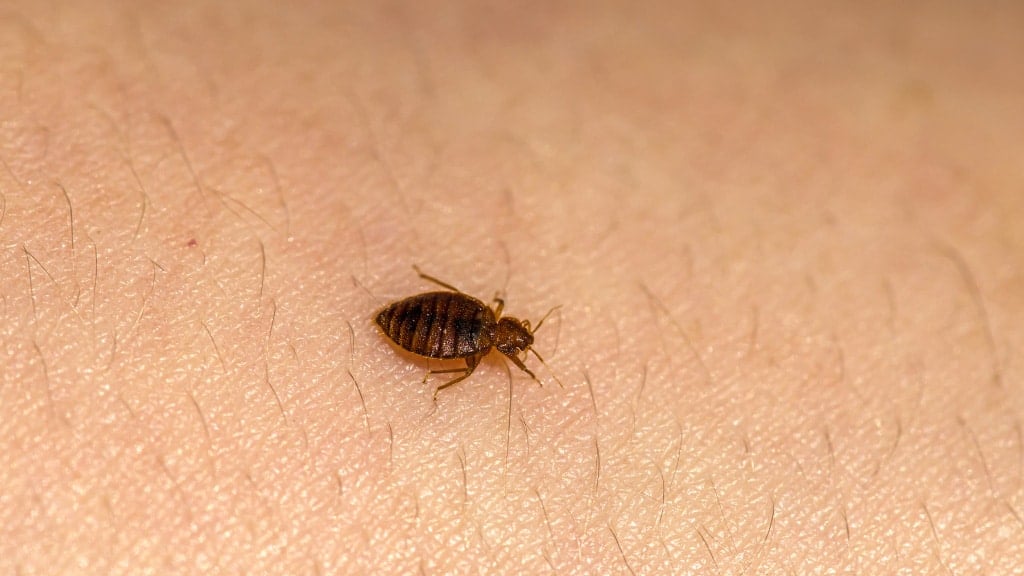 Bed Bug