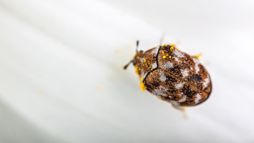 Carpet Beetle