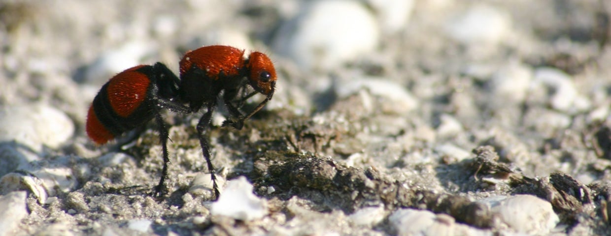 Cow Ants