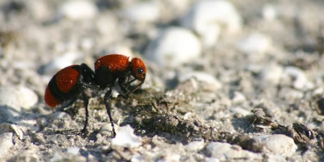 Cow Ants