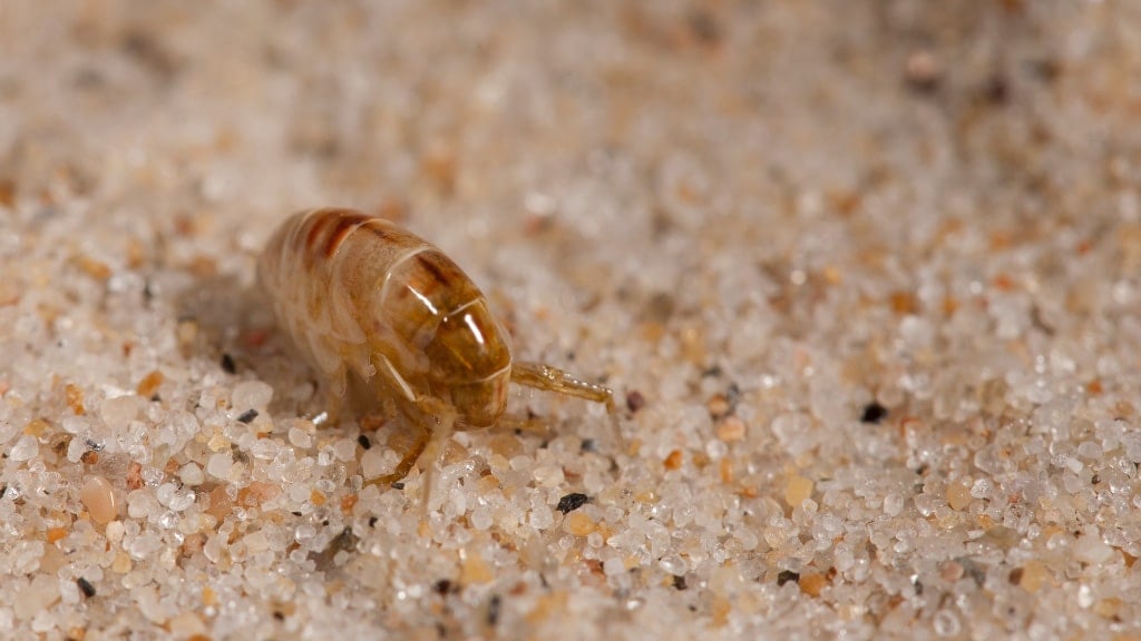 Sand Fleas