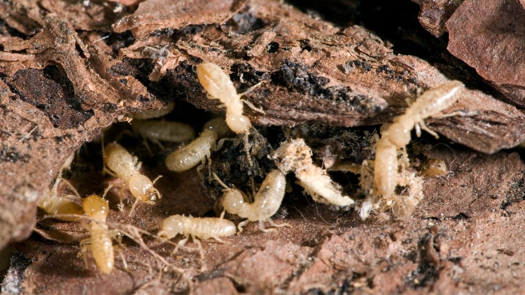 Termites
