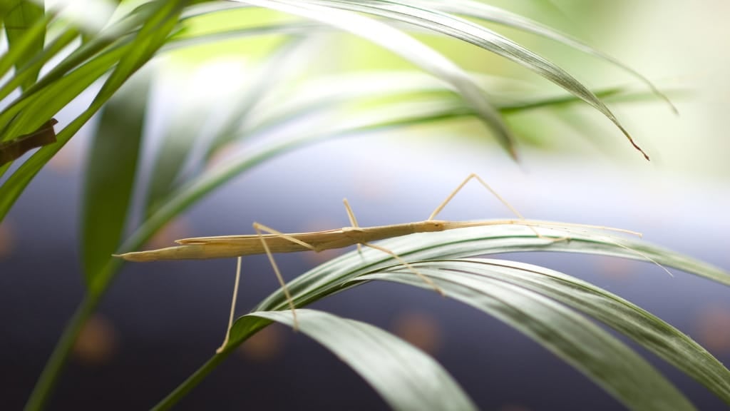 Walking Stick