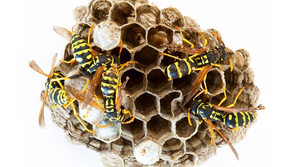 Wasps