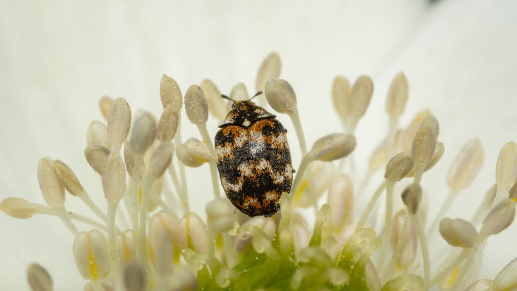 Carpet Beetle