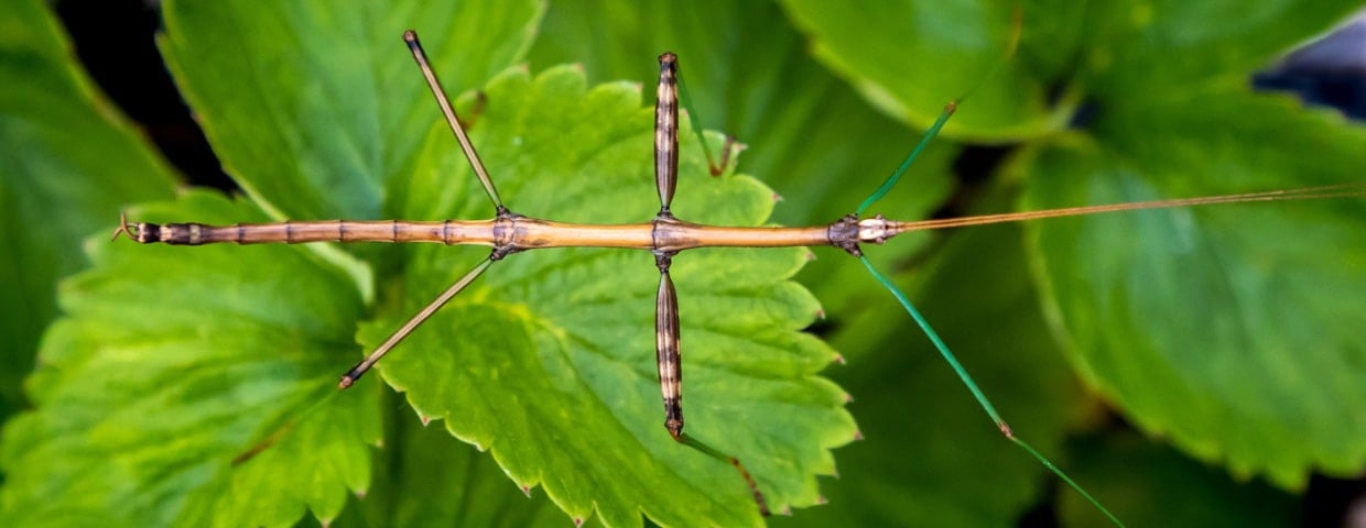 Walking Stick