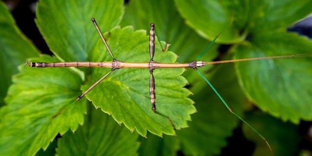 Walking Stick