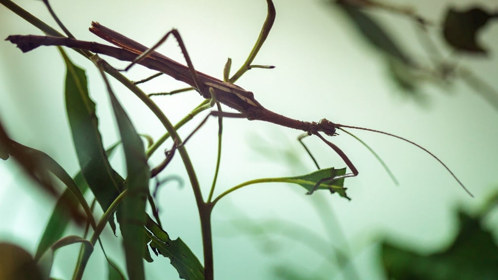 Walking Stick