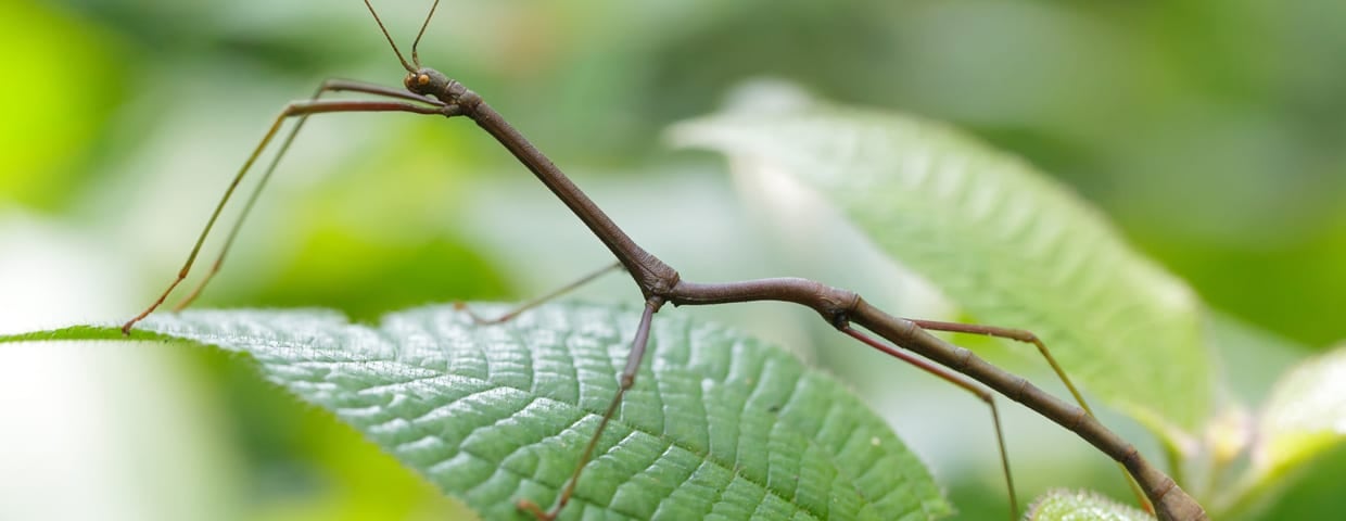 Stick Bug