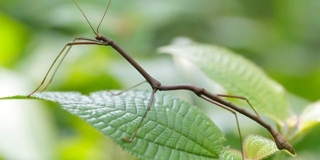 Stick Bug