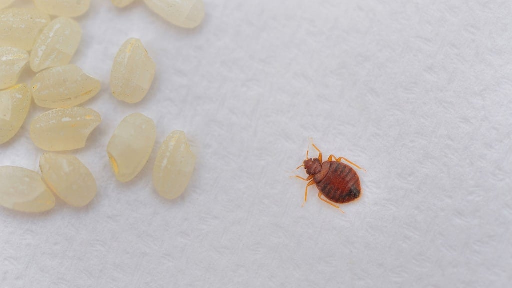 closeup of bedbug crawling on soft surface near dried grains