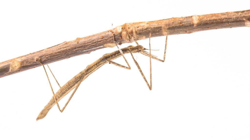 Stick Bug