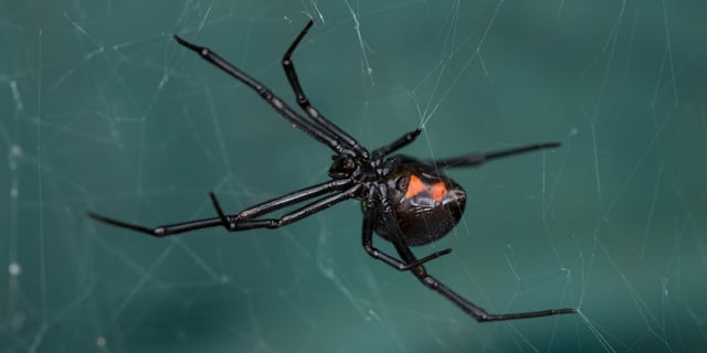Spider